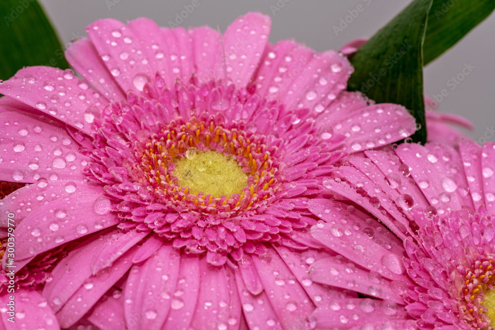 Close up of a pink Gerbera Daisy flower covered with water drops Close up of a pink Gerbera Daisy flower covered with water drops