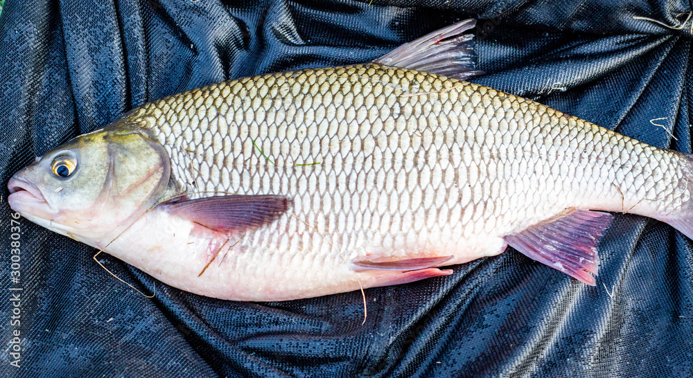 Φωτογραφία fish caught in the net of the Fisher, tench and roach