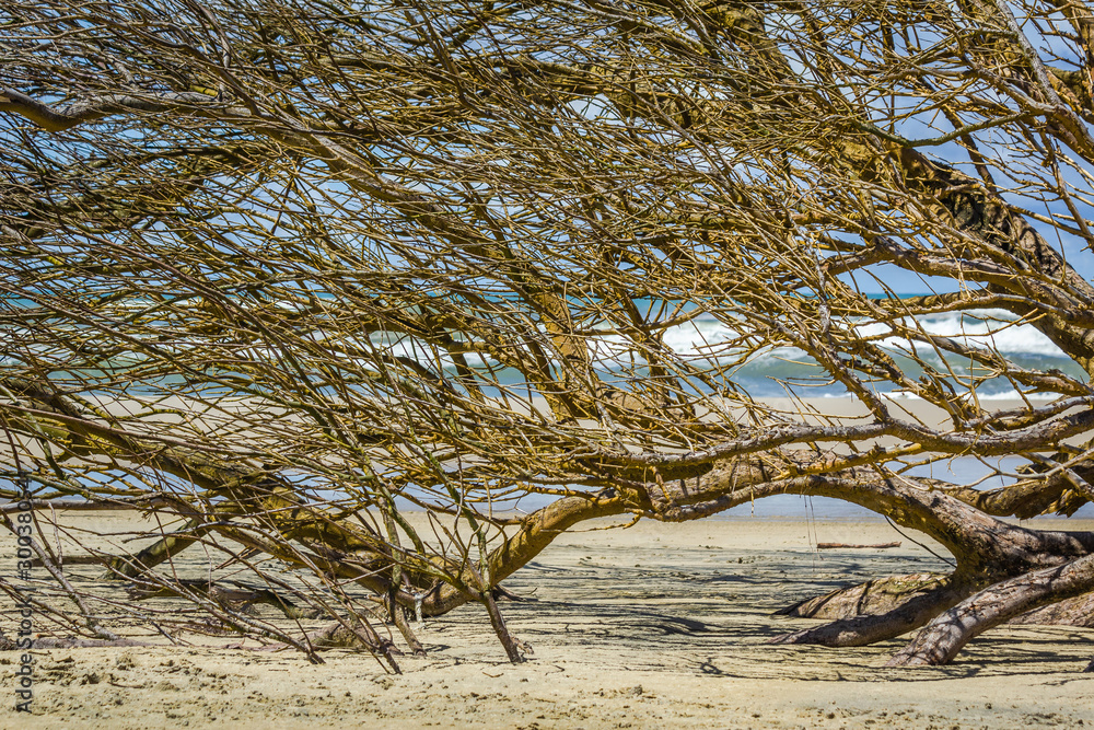 Tree fallen on the shore by the action of erosion creates beautiful scenery. Tree fallen on the shore by the action of erosion creates beautiful scenery.