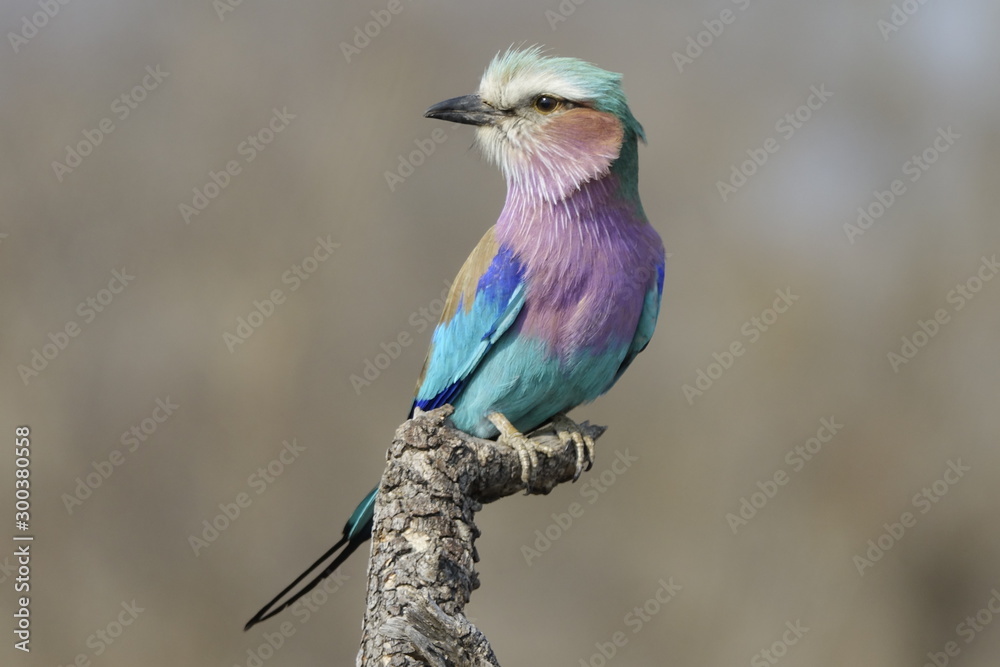 Lilac breasted roller bird on a branch Lilac breasted roller bird on a branch