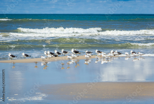 On a sunny summer day, birds are waiting on the beach for their food.