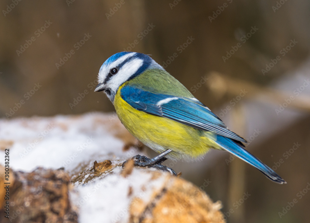 Obraz premium Blue Tit