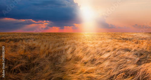 Beautiful landscape of sunset over wheat field at summer - Golden wheat in the field at sunset light.