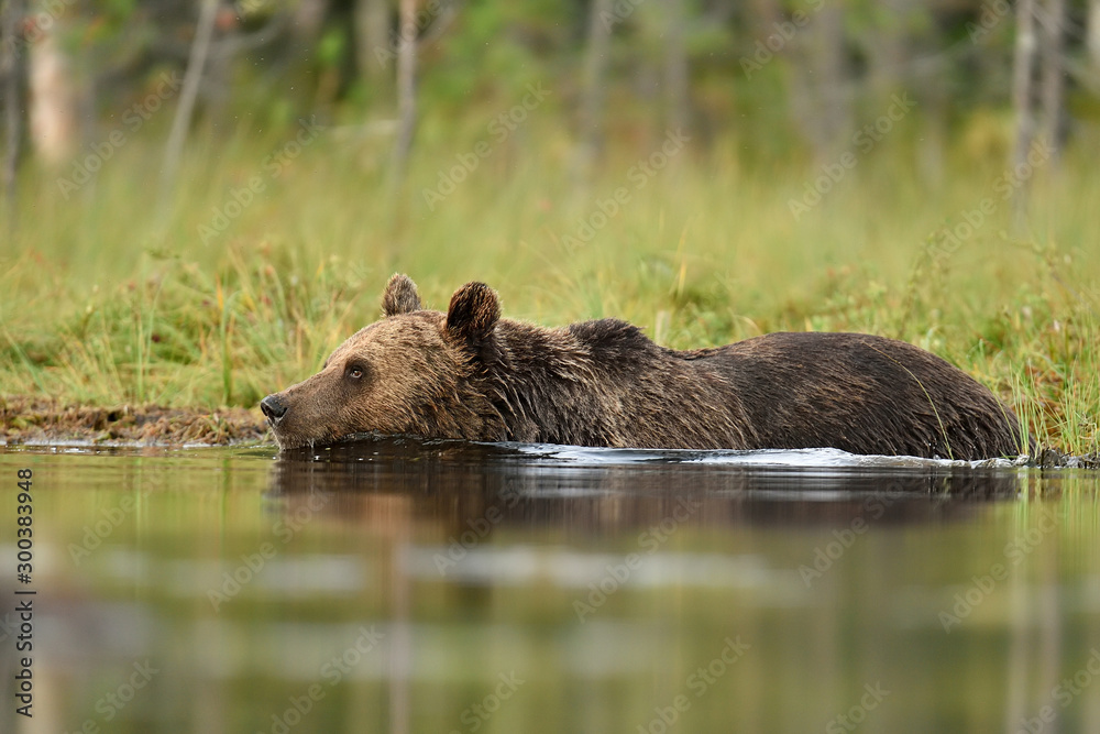 brown bear in a water at summer brown bear in a water at summer