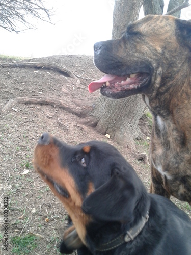 happy dog