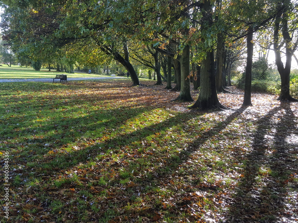 Fototapeta premium Autumn Forest Trees - Shadows