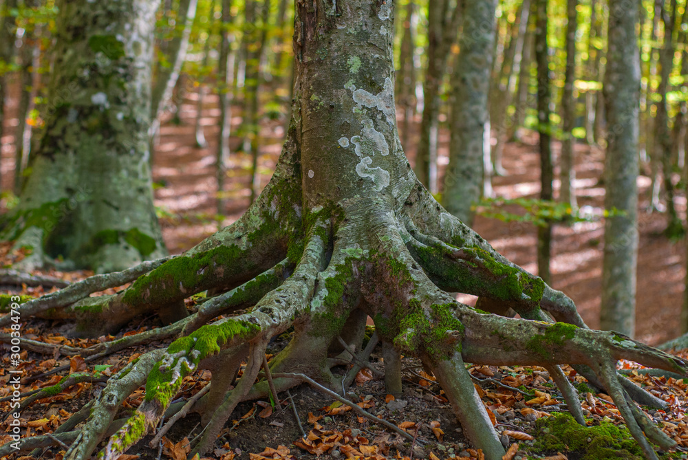 Fototapeta premium Detail of the roots of a Beech tree, which stand out from the friable ground, taken in the woods of Mount Faito