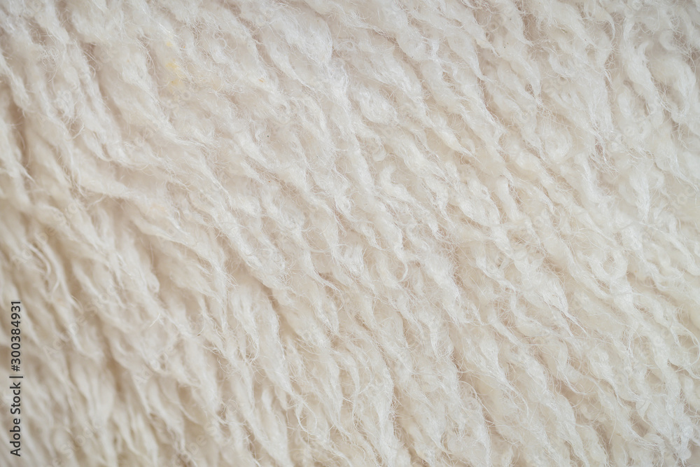 Closeup surface wool of sheep textured background Closeup surface wool of sheep textured background