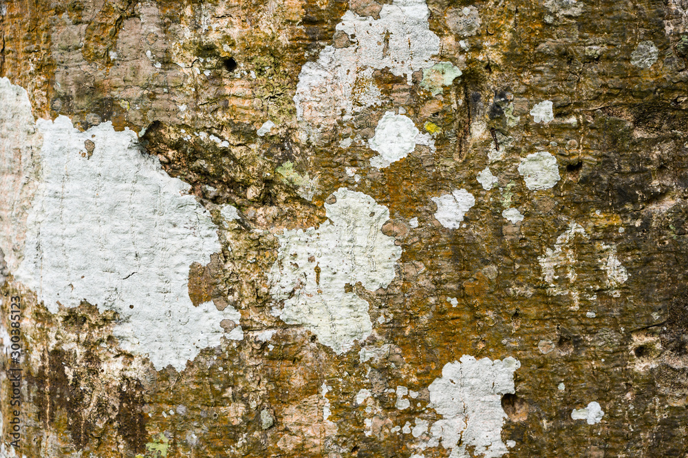 Old wood grain from the bark of the tree With rubber trees and fungi stuck on Use as background Old wood grain from the bark of the tree With rubber trees and fungi stuck on Use as background