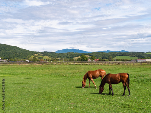 北海道 サラブレッド 競走馬 放牧風景
