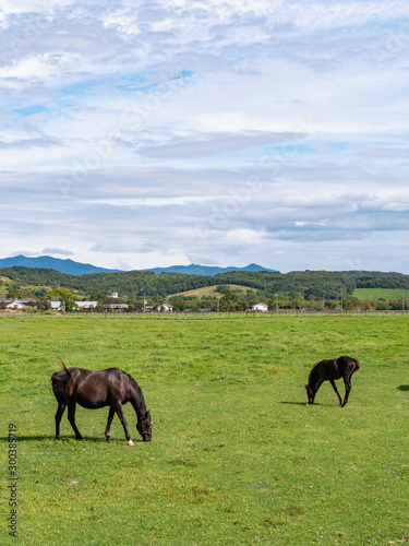 北海道 サラブレッド 競走馬 放牧風景