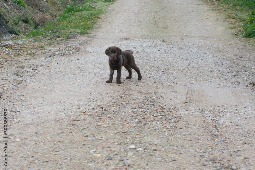 Cachorro de labrador
