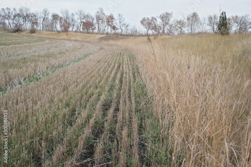 farmland stubble