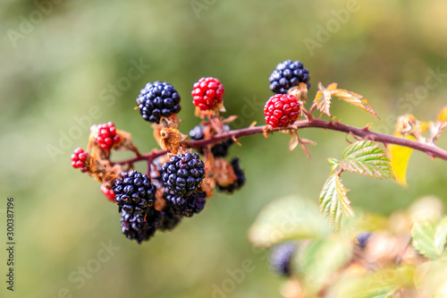 Wild blackberries in the meadows of the mountains of Madrid  Spain
