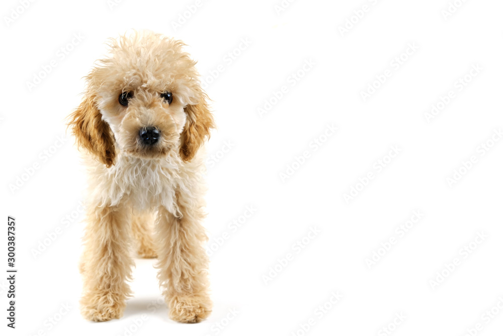 Beige poodle dog on a white background Beige poodle dog on a white background