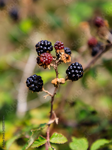 Wild blackberries in the meadows of the mountains of Madrid, Spain