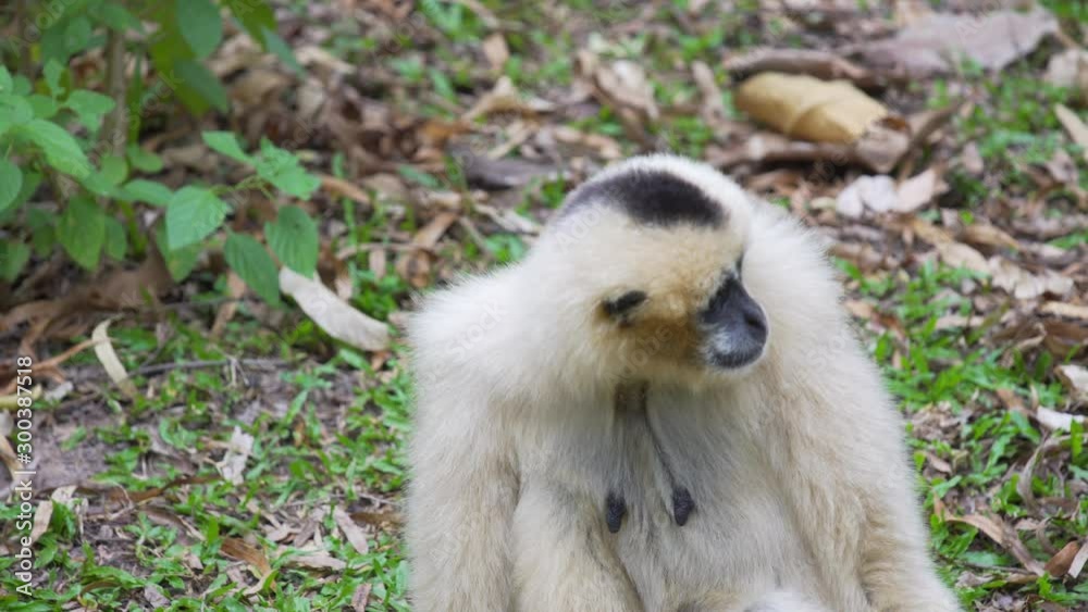 Hended Gibbon (Hylobates lar) take a rest on greensward. wildlife in topical rain forest. footage video 4k. Hended Gibbon (Hylobates lar) take a rest on greensward. wildlife in topical rain forest. footage video 4k.