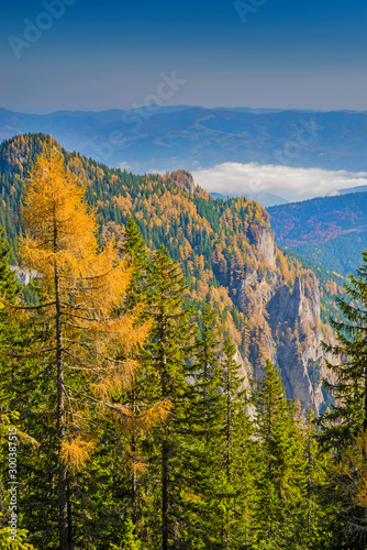 Yellow larch trees in green forest