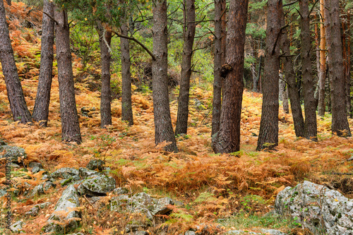 Ferns in autumn in the mountains of Madrid, Spain