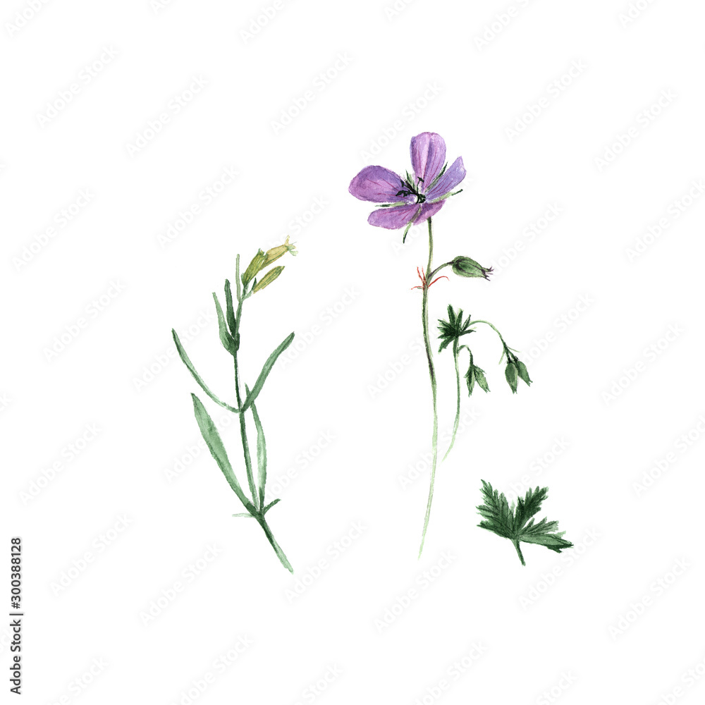 Botanical watercolor illustration of lilac geranium flowers and green leaves and white campion flower Silene latifoglia isolated on white background. Realistic isolated objects on a white background