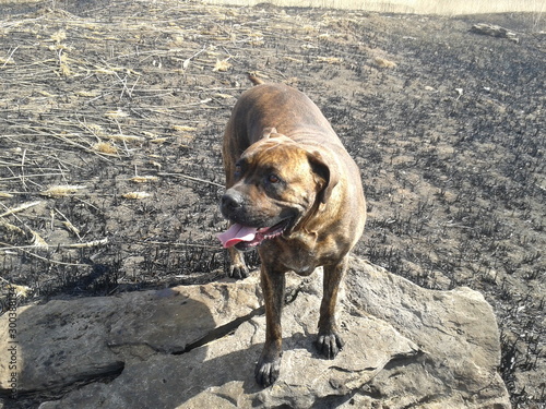 dog on road