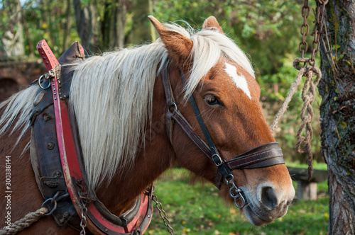 portrait of a farm horse drawn