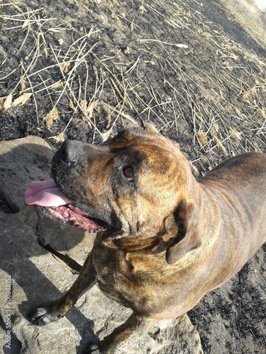 dog on beach