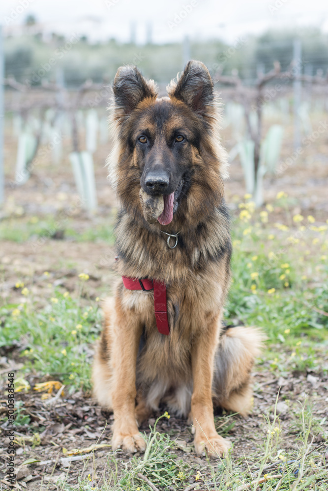 Perro pastor alemán en el campo