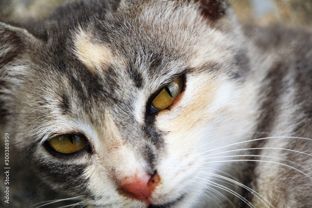portrait of a gray cat with yellow eyes.