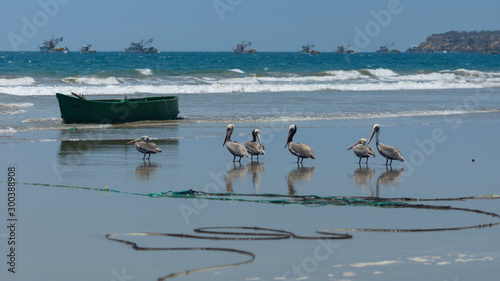 Group of Pacific brown pelicans standing on the beach with fishing boats in the background. Scientific Name: Pelecanus occidentalis murphyi photo