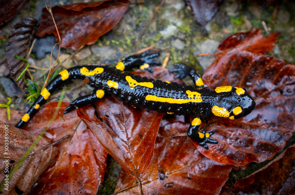 fire salamander or Salamandra salamandra