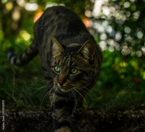 portrait of cat