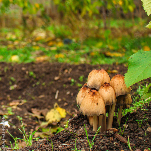 mushrooms in the meadow (forest, edible or inedible species of mushroom) concept. food background. copy space. Top view