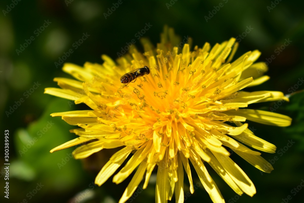 yellow dandelion with a bee close-up in spring
