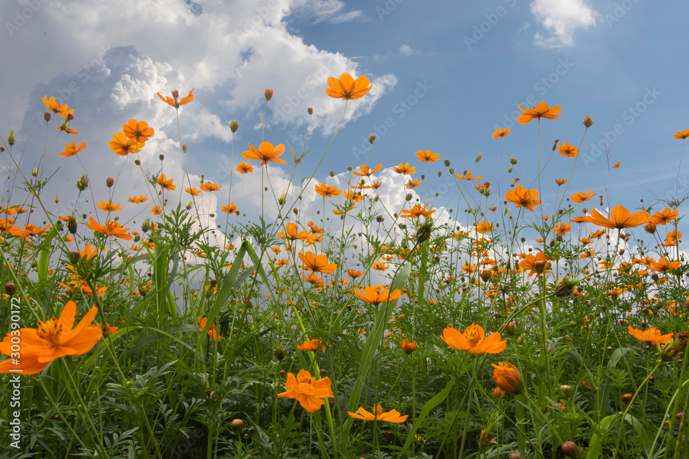 Naklejka premium cosmos flower blooming in the field under sunshine