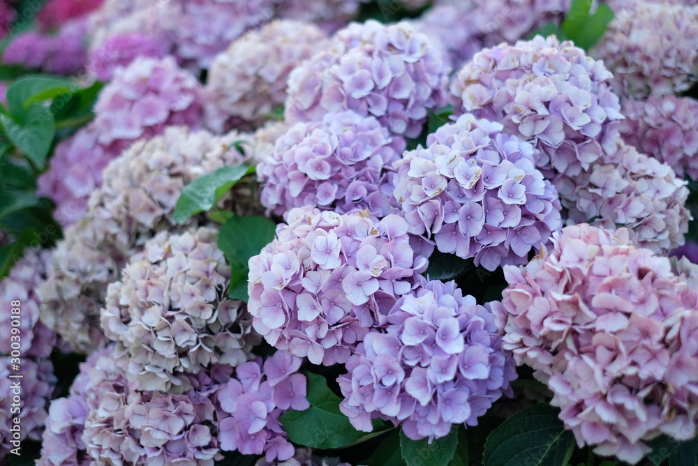 Hortensiaflowersbackground Hortensiaflowersbackground