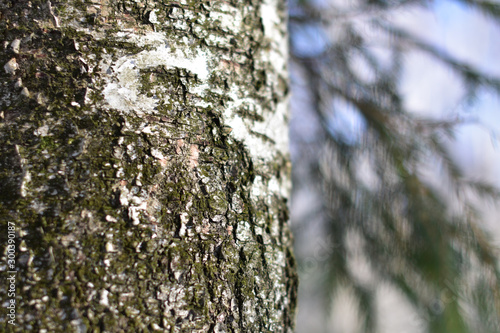 Birch bark close-up