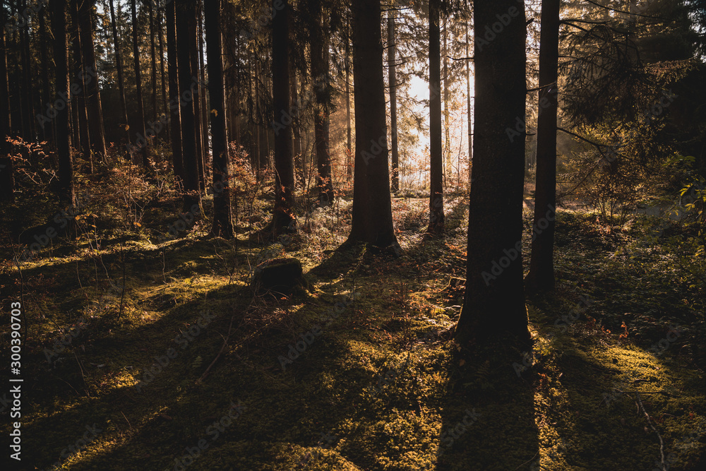 Obraz premium sunbeams between the tree trunks