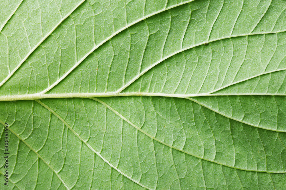 Green leaf veins texture. Natural enviroment vibrant pattern background. Green leaf veins texture. Natural enviroment vibrant pattern background.