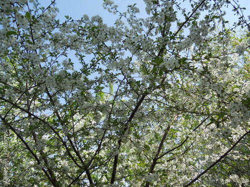 tree and blue sky