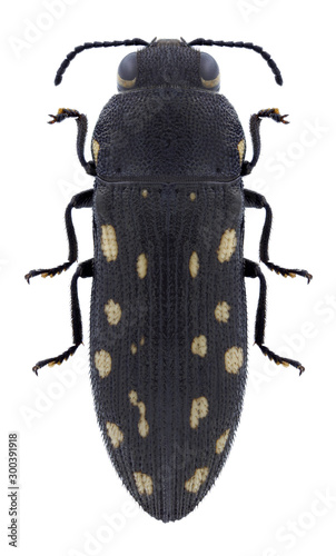 Beetle Acmaeodera biseriata on a white background photo