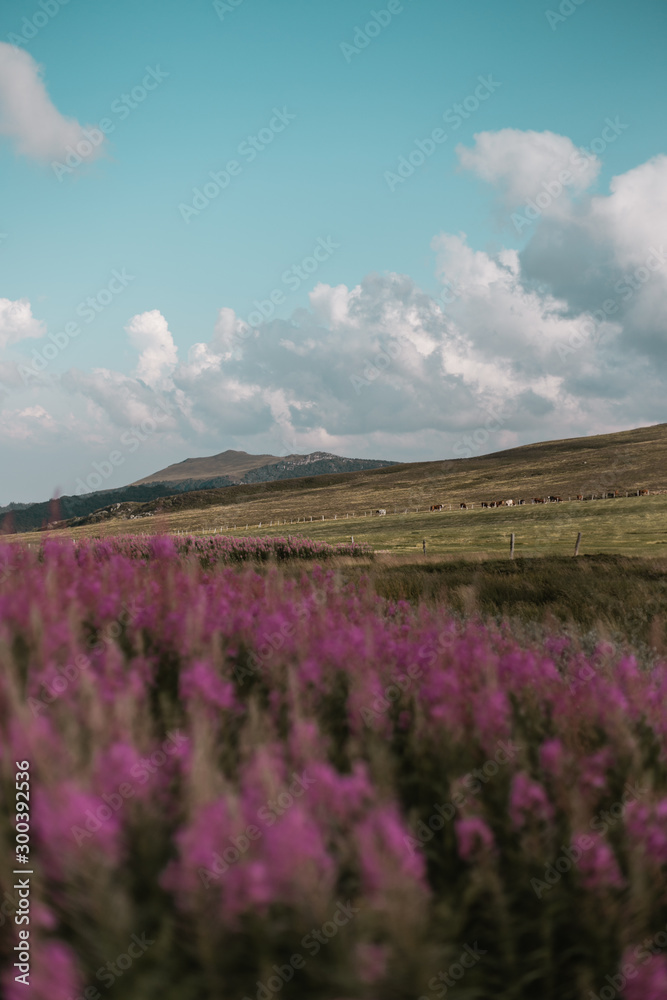 Champ sur un plateau de moyenne montagne sous un ciel nuageux, avec des fleurs violettes au premier plan