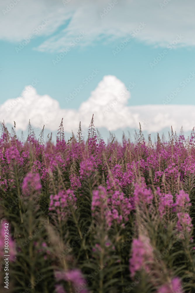 Belles fleurs violettes sur fond de ciel bleu et nuageux
