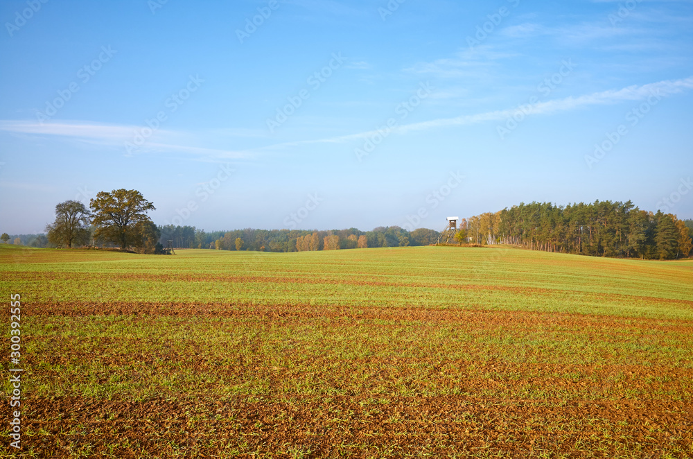 Autumn landscape with field and forest