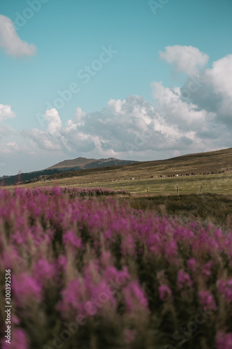 Champ sur un plateau de moyenne montagne sous un ciel nuageux, avec des fleurs violettes au premier plan © LeaEmilie