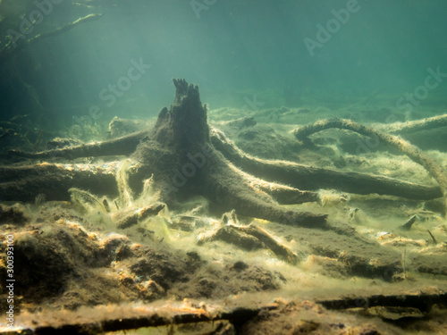 Old stump standing on peat bottom in freshwater lake photo