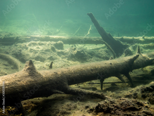 Fallen trees over peat bottom in freshwater lake