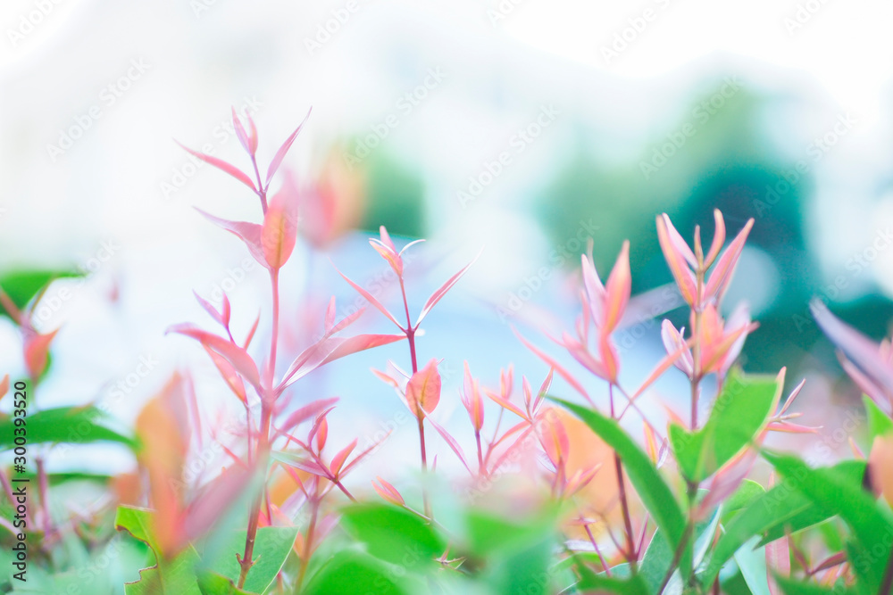 Christina leaves(Syzygium australe), pink leaf with blurred background, Natural blackground concept Christina leaves(Syzygium australe), pink leaf with blurred background, Natural blackground concept