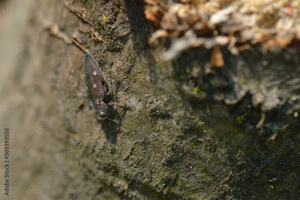 Marienprachtkäfer oder auch Großer Kiefernprachtkäfer (Chalcophora mariana)	