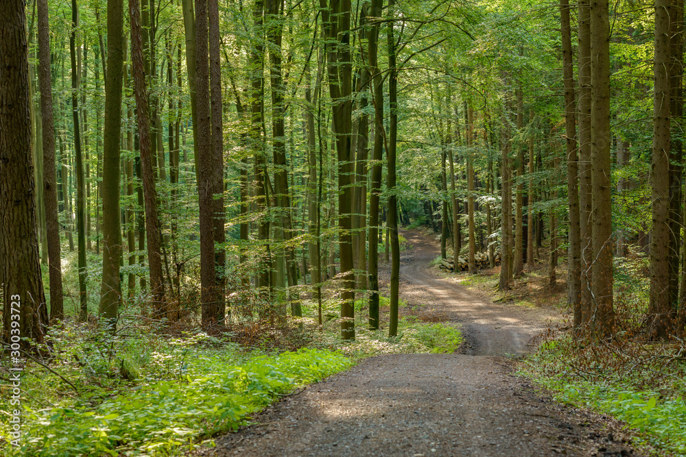 Fototapeta premium Waldweg im Frühling